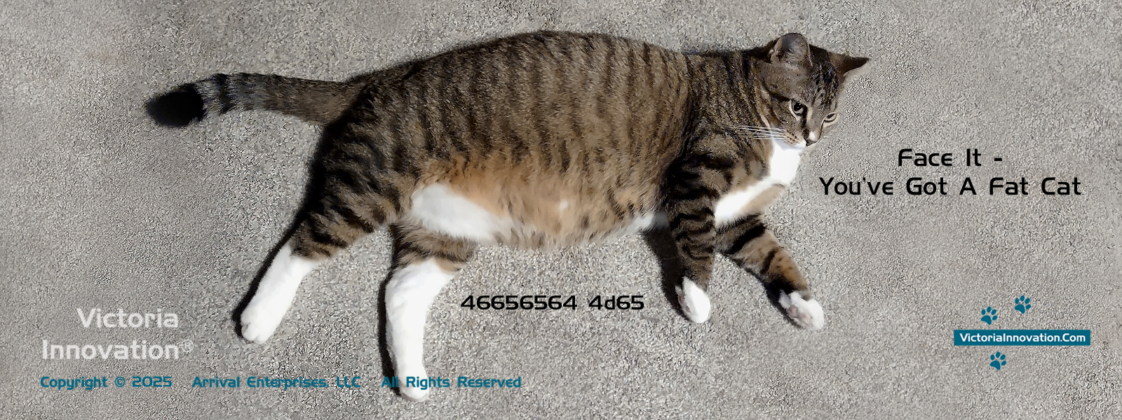 Victoria Innovation ® Fat Cat City ©